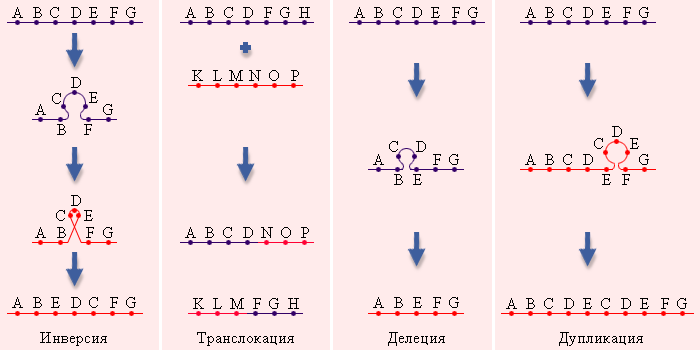 Изображение в инверсии