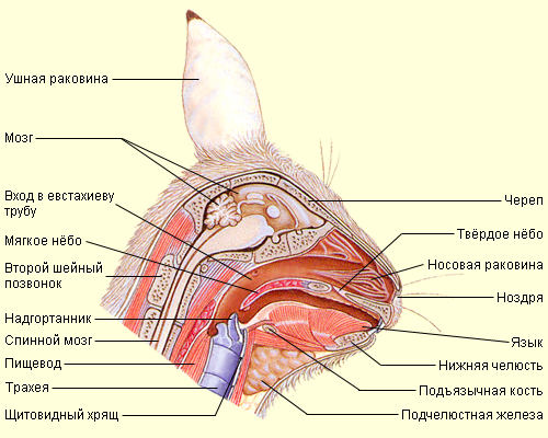 Гортань кошки. Строение носоглотки кролика. Ротовая полость кролика анатомия. Строение уха кролика анатомия. Анатомия млекопитающего кролика.