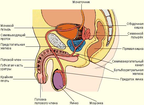 Наружные (внешние) половые органы
